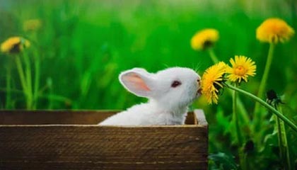 冬奥参赛配额“一刀切”引争议